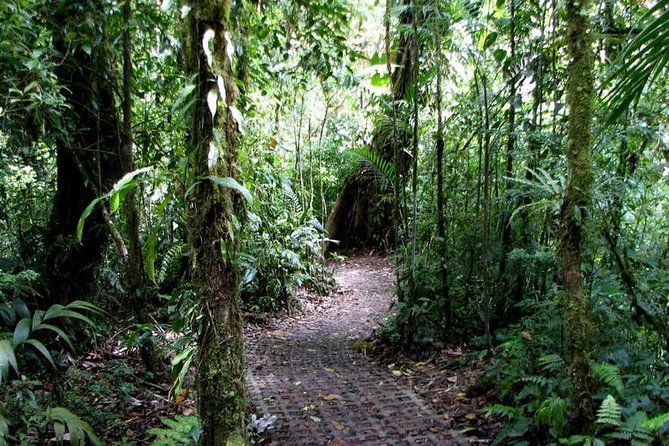 Monteverde Cloud Forest Hanging Bridges - Suspension Bridge Experiences