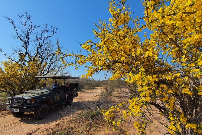 Morning Game Drive Safari Near Hoedspruit - Pricing and Payment Options