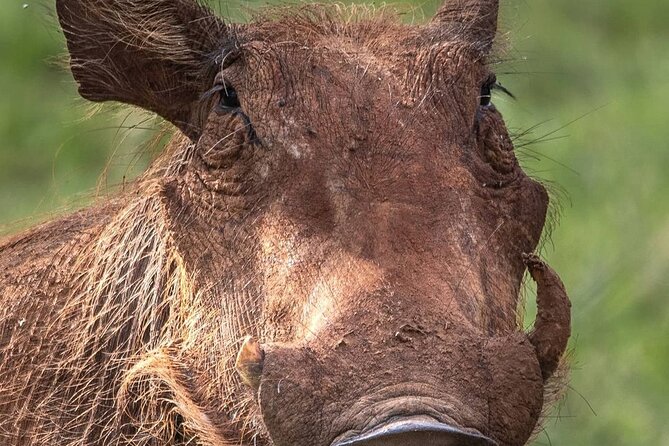 Multi-Day Camping Safari Experience in Arusha - Packing and Preparation