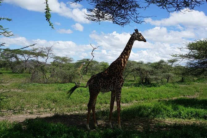Multi-Day Tanzania Odssey Safari From Arusha - Booking and Cancellation Policies