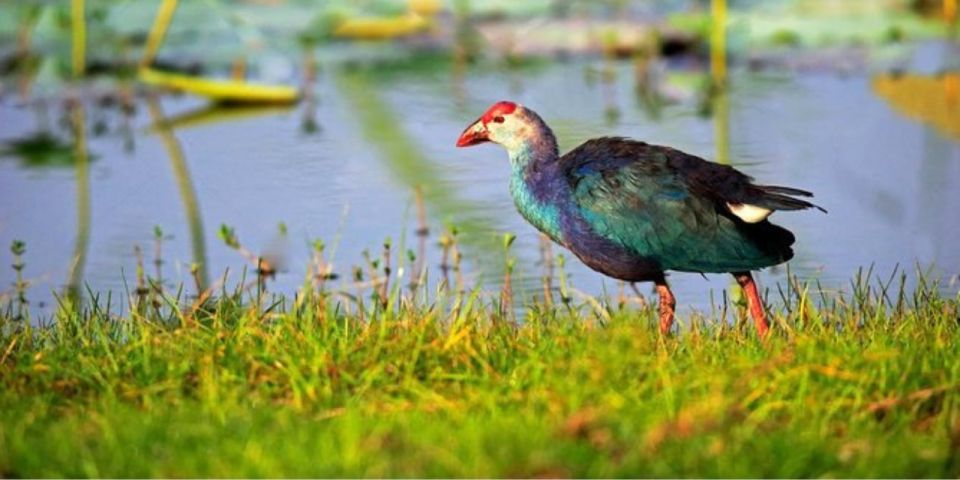 Muthurajawela: Wetland Bird Watching Tour From Colombo! - Wildlife and Birdlife