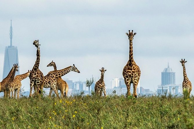 Nairobi Airport Layover Half Day Tour to Nairobi National Park - Exploring Nairobi National Park