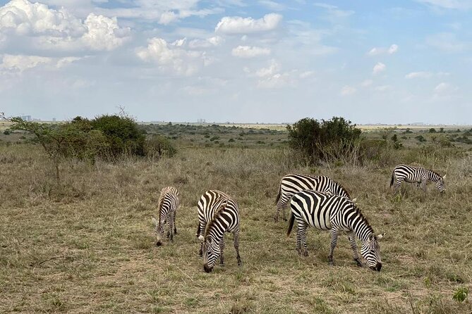 Nairobi National Park and Giraffe Center - Wildlife Highlights in the Park