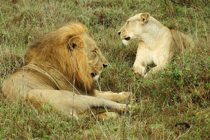 Nairobi National Park Drive (Small Group Tour) - Pricing Information
