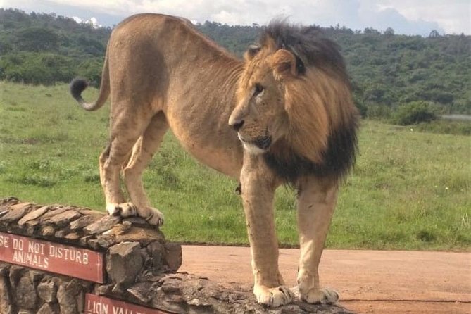 Nairobi National Park Game Drive. Free Airport Pick / Drop Off. - Transportation Details
