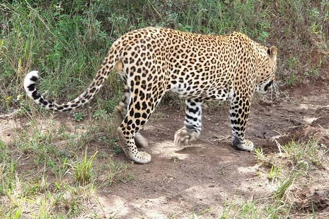 Nairobi National Park Game Drive With Free Pick Up Group Joining - David Sheldrick Wildlife Trust