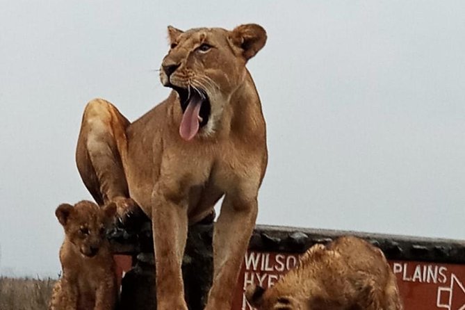 Nairobi National Park Guided Half Day Tour Game Drive- FREE WIFI - Wildlife Viewing Experience