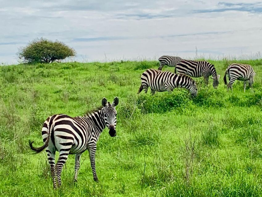 Nairobi National Park Morning or Evening Game Drive - Wildlife Viewing Opportunities