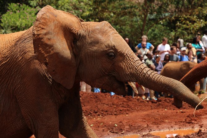 Nairobi National Park Private Safari - Why Choose a Private Safari