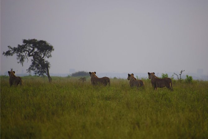 Nairobi National Park,Giraffe Centre, Karen Blixen Museum. - Visitor Experiences