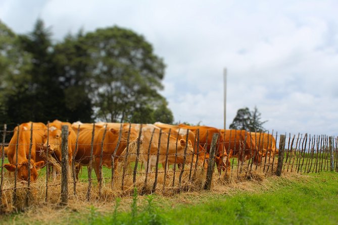 Nairobi to Kiambethu Tea Farm Tour - Traveler Testimonials