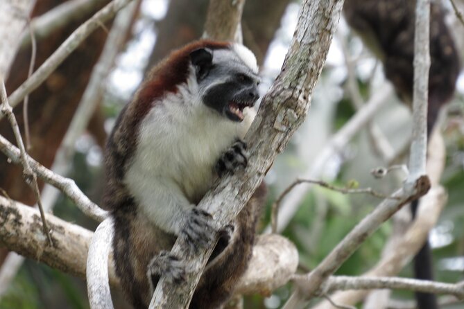 Navigation in the Panama Canal, Gatun Lake and Sloth Sanctuary - Critiques