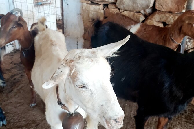 Naxos Farm Experience - Cancellation Policy