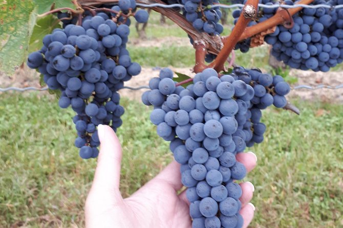 Niagara-On-The-Lake Wine Aft Tour With Cheese From Niagara Falls - Booking Information
