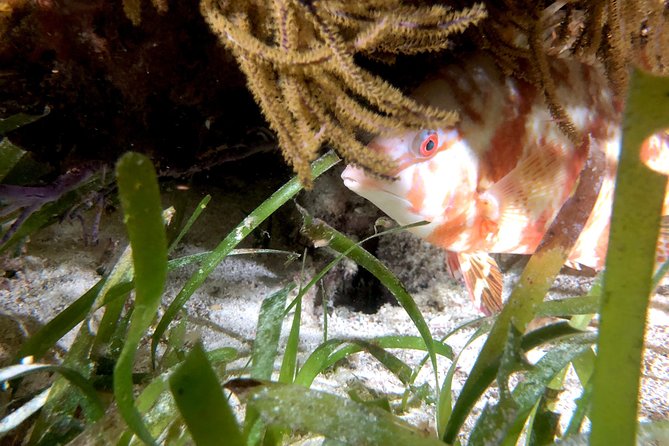 No Experience Required to Discover Scuba in Florida - Why Choose This Tour