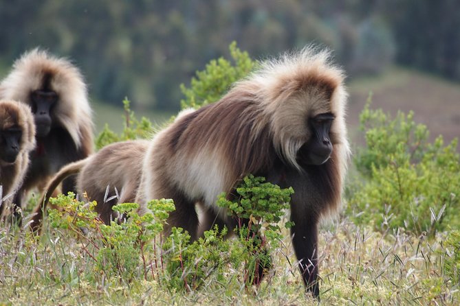 Northern Ethiopia Historic Route - Booking and Pricing Information