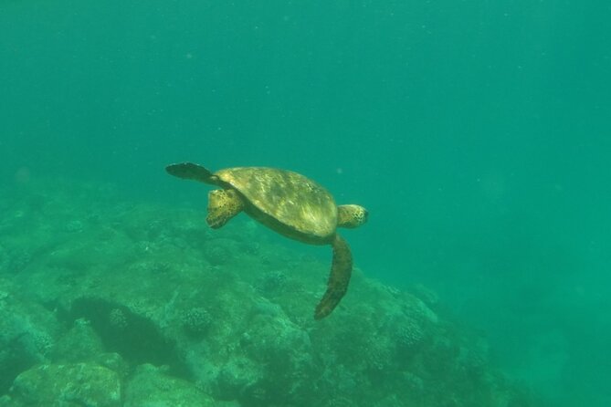 Northshore Ocean Adventure and Circle Islandjeep Tour- Guaranteed to See Turtles - Pricing Details