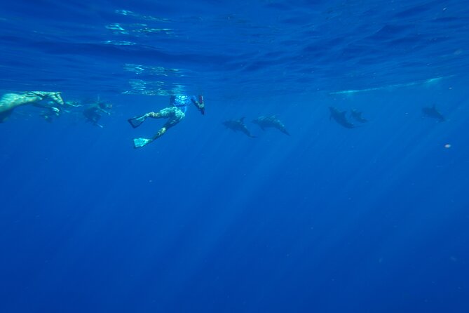 Oahu: 3-Hour Dolphin Swim and Snorkeling Speedboat Tour - Crew and Safety Measures