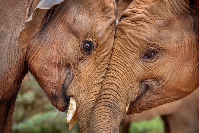 One Night (Mid-range) Amboseli National Park Safari - Cancellation Policy