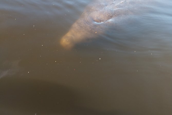 One Tandem Kayak Rental for 2 Hours With Manatee & Dolphin Sightings! - Booking Process