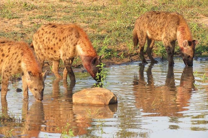 Open Vehical Safari in Kruger National Park Half Day - Why Choose an Open Vehicle Safari