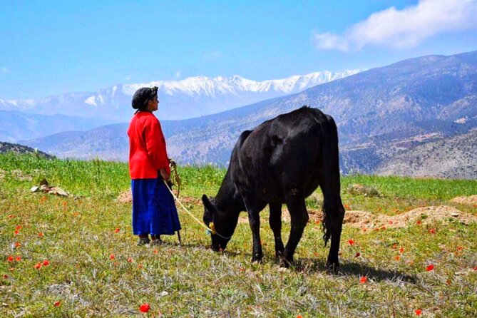 Ourika Valley & Waterfalls & Atlas Mountains Camel Ride - Traveler Reviews and Experiences