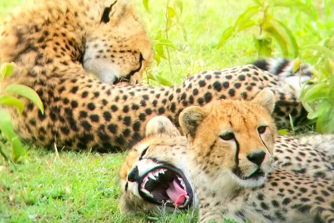 Overnight Private Safari to Masai Mara National Reserve. - Exceptional Guest Reviews