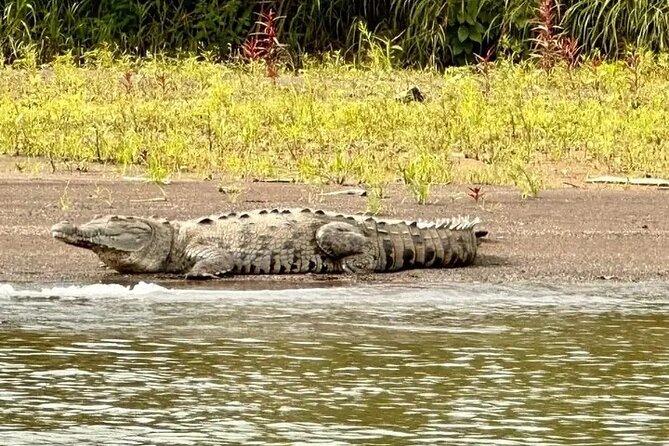 PALO VERDE NATIONAL PARK ( Boat Safari, 1/2 Day ) - Local-Style Lunch