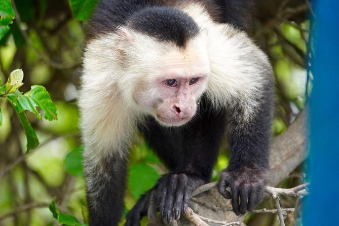 Palo Verde Wildlife Tour From Playa Hermosa-Coco Beach - Participant Guidelines