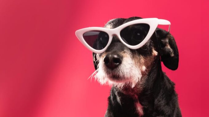 Pet Photography Studio Session With Family Portraits - Capturing Cherished Memories