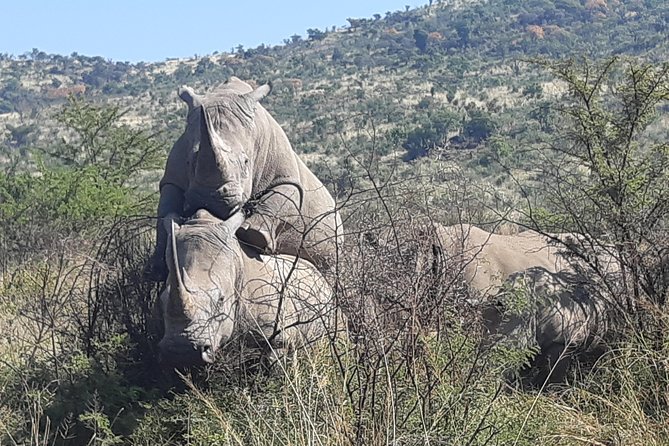 Pilanesberg National Park Full-Day Tour From Johannesburg - Traveler Feedback