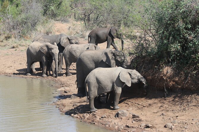 Pilanesberg Nature Reserve - Lunch and Dining Options