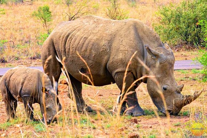 Pilanesberg Safari Open Vehicle Game Full Day - Safari Experience Insights