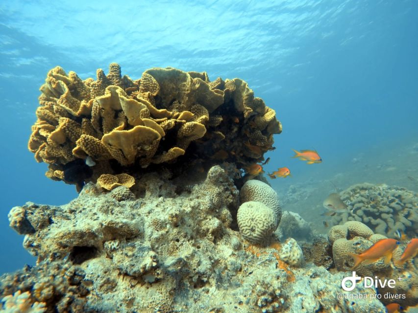 Pivate Scuba Diving in the Red Sea of Aqaba - Notable Dive Sites