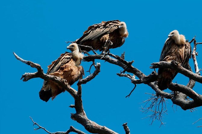 Plavnik Island & Wild Bays Full-Day Boat Trip With Capt. Bobo - Discovering Secret Beaches