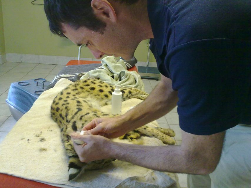 Plettenberg Bay: Cats in Conservation Full Day Tour - Important Information