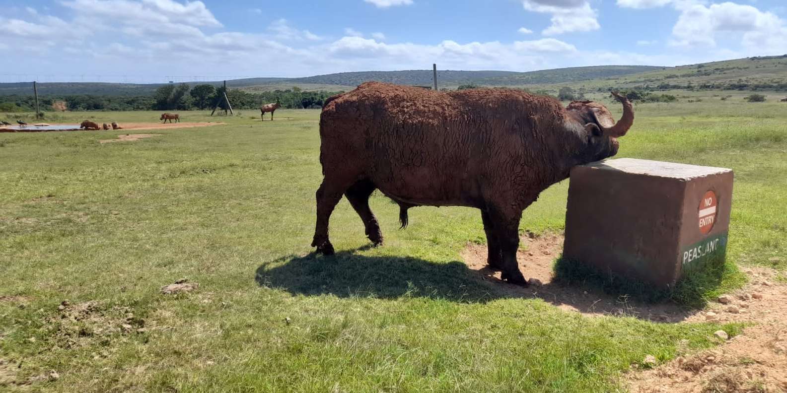 Port Elizabeth: Addo Elephant Park Shore Excursion & Safari - Important Information