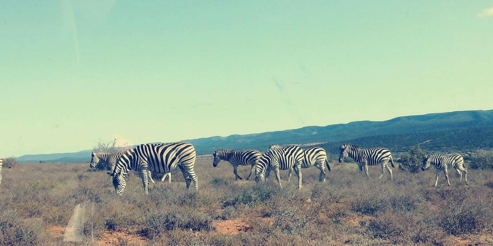 Port Elizabheth: Addo Elephant Park Private Safari - Traditional South African Braai