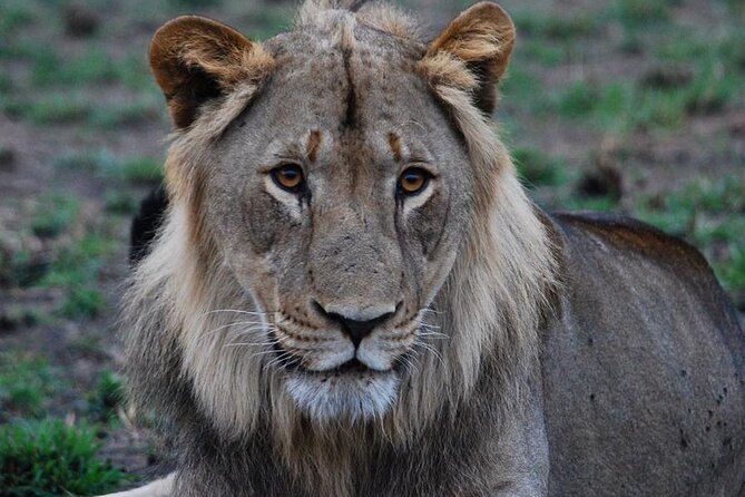 Private 1 Day Akagera Big Five Safari With Pick up and Lunch. - Traveler Experiences