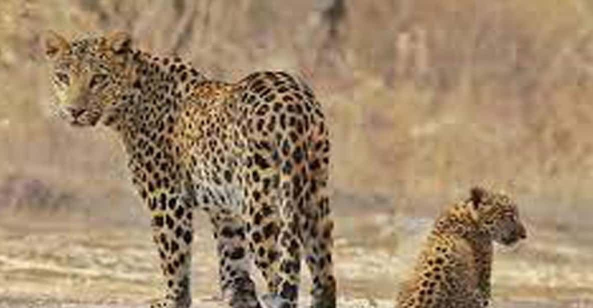 Private 2-Days Luxury Jaipur City Tour With Leopard Safari - Important Information