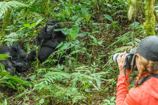 Private 3 Day Gorilla Trekking Safari in Uganda - Pricing and Booking Information