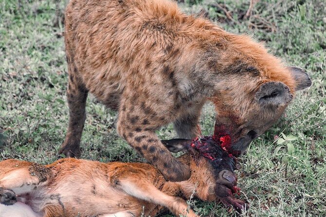 Private 4 Days Safari in Tarangire, Serengeti and Ngorongoro - Booking and Travel Details