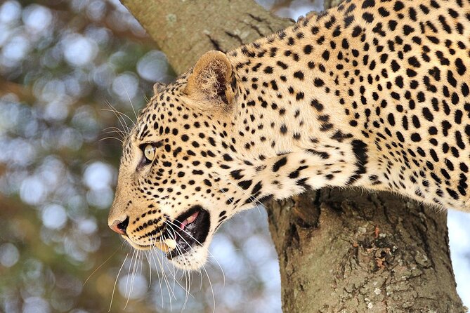 Private 6-Day Great Migration Ndutu Serengeti Safari Tour - Tour Participation Guidelines