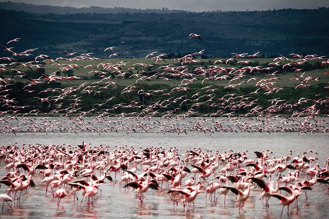 Private 7 Days Kenya Safari Amboseli, Naivasha, Nakuru, Mara - Pricing and Cancellation Policy