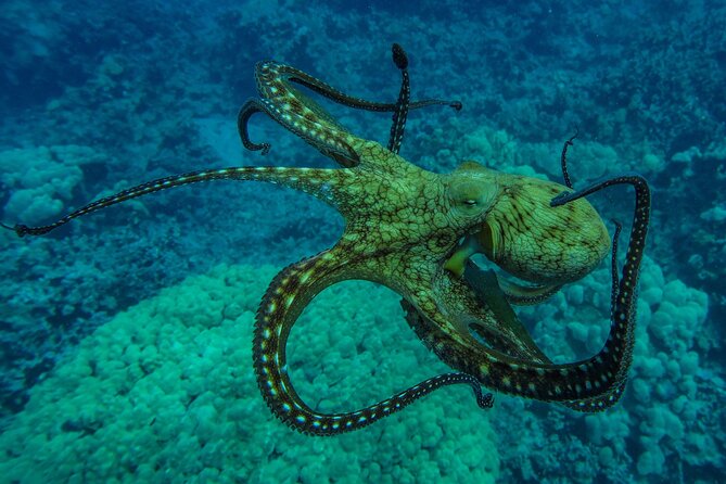 Private Big Island Snorkeling - Tips for a Great Experience