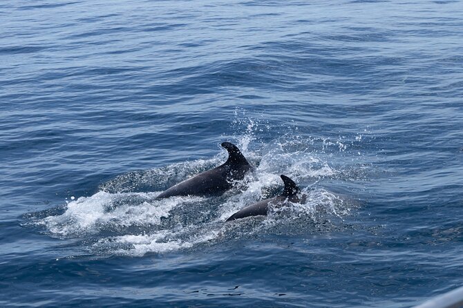 Private Coastline and Dolphins Yacht Cruise From Albufeira - Exploring Albufeiras Coastal Scenery