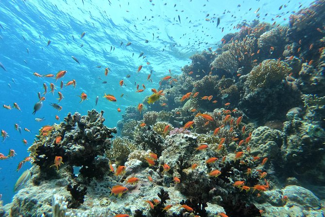 Private Dolphin Watching And Snorkeling Tour - Booking Information