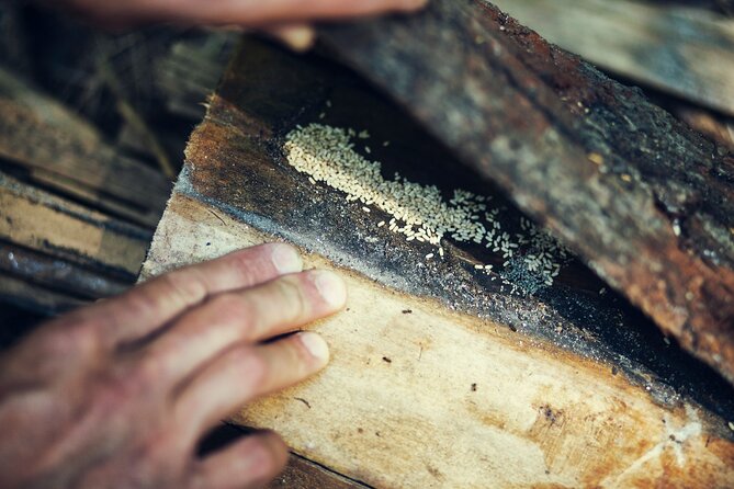 Private Experience in Wildlife Survival School in Bulgaria - Safety Considerations
