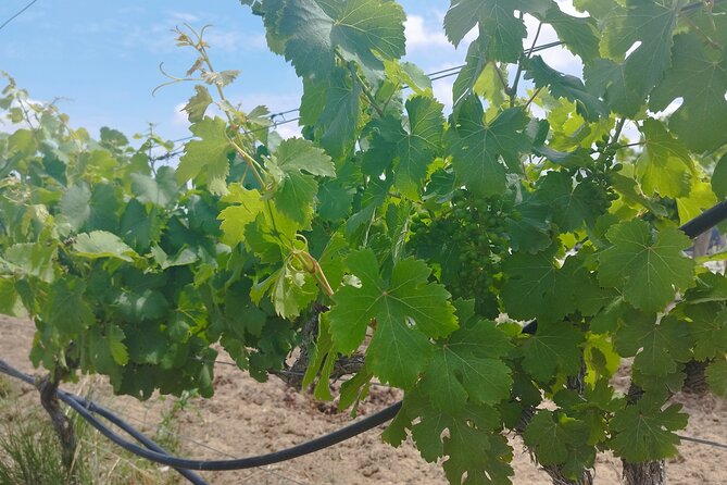 Private Full Day Evora & Alentejo Wine Tour From Lisbon - Booking and Cancellation