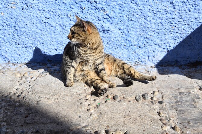 Private Full Day Trip To Chefchaouen From Fez - Traveler Reviews